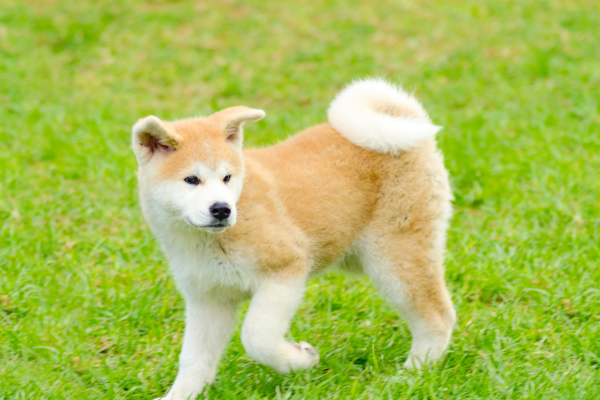 Akita Inu